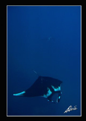 2 giant mantas swimming in Koh Bon by Adriano Trapani 